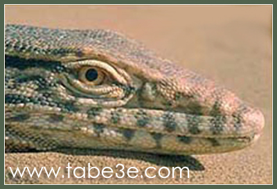 ����� �������� (����� �������)