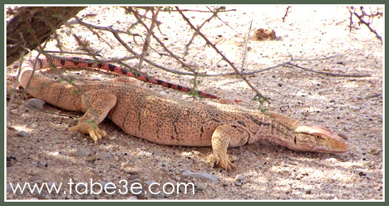 ����� �������� (����� �������)